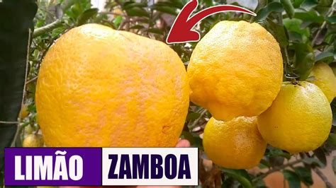 limão zamboa